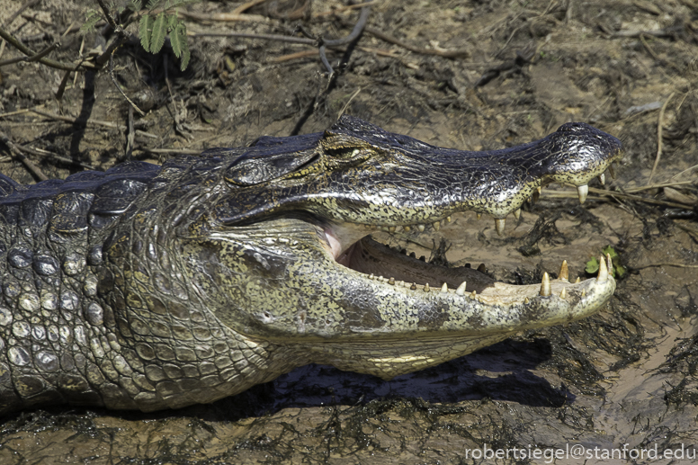 caiman